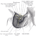 Gray's Anatomy illustration 890