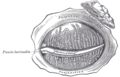 Lacrimal gland and associated nerves