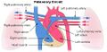 Pulmonary artery