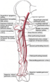 Deep external pudendal artery