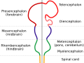 Hindbrain
