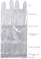 Gray's Anatomy Plate 1058
