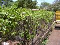 Mucuna urens