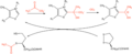 PyruvDehydMech