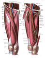Anterior superior iliac spine