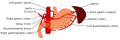 Stomach blood supply