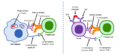Activation of T and B cells