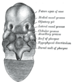 Intermaxillary_segment