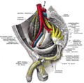 Muscles of the pelvic floor