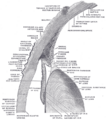 Vitreous membrane