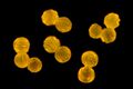 Pollen Grains of Taraxacum