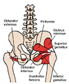 Diagram of the posterior hip muscles.