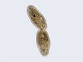 Unk cilliate