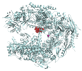 Alpha-Amanitin–RNA polymerase II complex 1K83