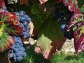Carignan