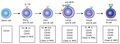 Lymphopoiesis