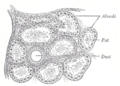 Gray's Anatomy illustration of the salivary glands