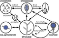 Phytophthora life cycle