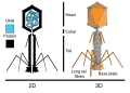 Diagram of a T-even phage