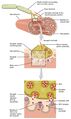 Motor end plate and innervation