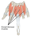 Intrinsic Muscles of the Hand