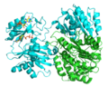 Succinyl Coenzyme A Synthetase structure