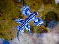 Portuguese man o' war