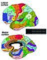 Brodmann areas