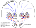 Dopaminergic loops in Parkinson's Disease