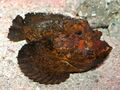 Stone Fish at AQWA