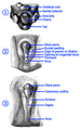 Development of male external genitalia