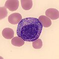 Myelocyte