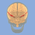Lateral sulcus