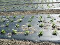 Mulch Film made of PLA-Blend Bio-Flex