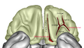 Basal view of the frontal lobe