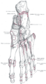 First metatarsal bone
