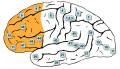 Brodmann areas in the prefrontal cortex