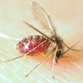 Phlebotominae