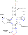 Yeast tRNA-Phe structure