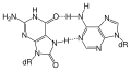 8-oxoG forming Hoogsteen base pair with dA