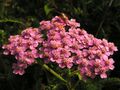 Achillea millefolium in a garden