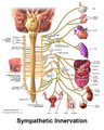 Sympathetic innervation diagram