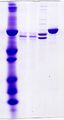 Coomassie-stained gel showing protein bands