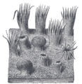 Anatomical illustration