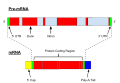 Primary_transcript
