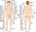 Regions of Human Body