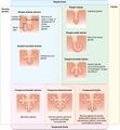 Types of Glands