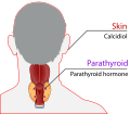 Endocrine calcium regulation