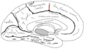 Paracentral lobule
