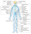 Diagram of the nervous system